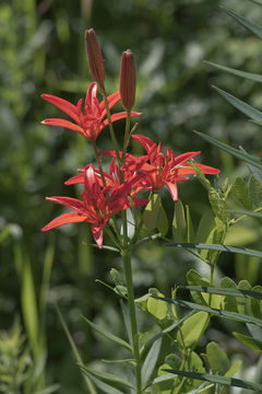 Image of <i>Lilium concolor</i> var. <i>pulchellum</i>