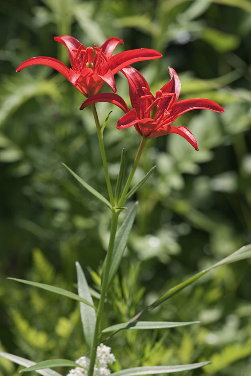 <i>Lilium concolor</i> var. <i>pulchellum</i> resmi