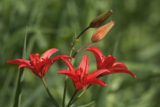 Image of <i>Lilium concolor</i> var. <i>pulchellum</i>