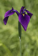 Image of Japanese iris