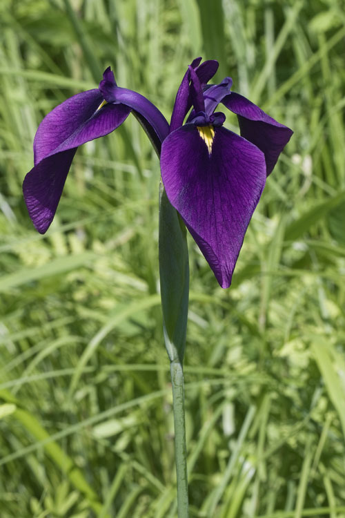 Image of Japanese iris