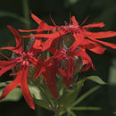 Image de <i>Lychnis fulgens</i>