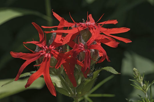 Слика од <i>Lychnis fulgens</i>