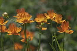 Image of Trollius chinensis Bunge