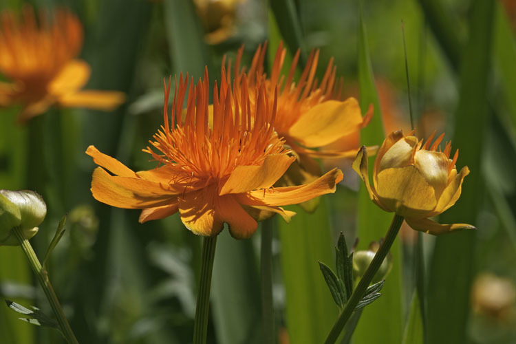 Image of Trollius chinensis Bunge