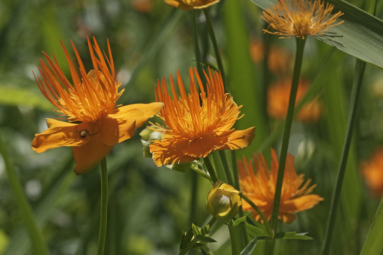 Image of Trollius chinensis Bunge