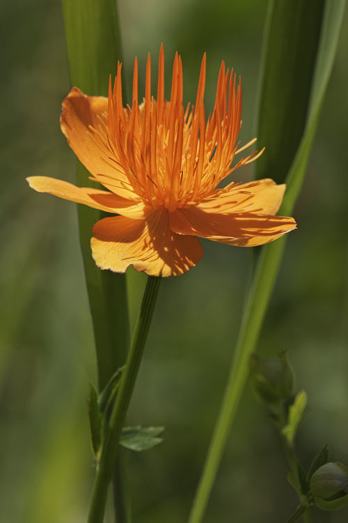 Image of Trollius chinensis Bunge