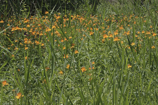 Image of Trollius chinensis Bunge