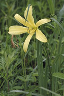 Image of lemon day-lily