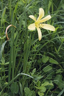 Imagem de Hemerocallis lilioasphodelus L.