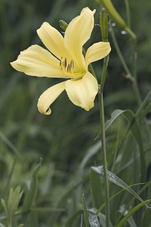 Imagem de Hemerocallis lilioasphodelus L.