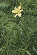 Image of lemon day-lily