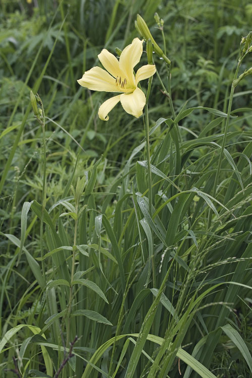 Imagem de Hemerocallis lilioasphodelus L.