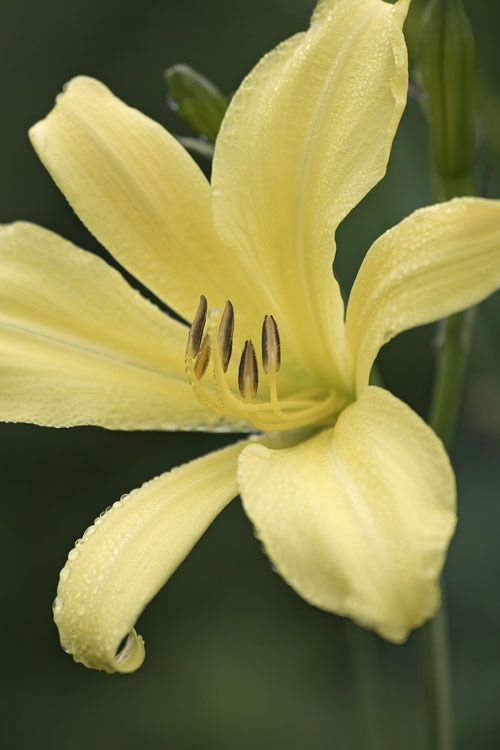 Image of lemon day-lily