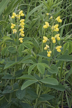 صورة Thermopsis lupinoides (L.) Link