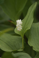 Imagem de Maianthemum dilatatum (Alph. Wood) A. Nelson & J. F. Macbr.