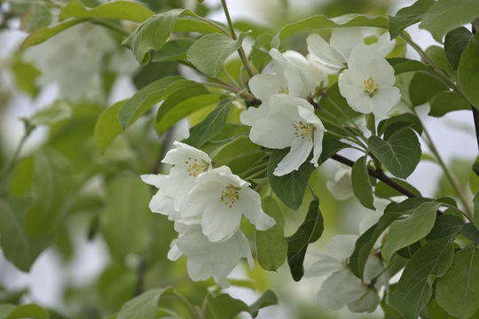 Image of Manchurian crab apple