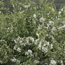 Image of Manchurian crab apple