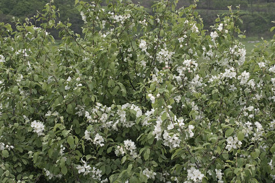 Image of Manchurian crab apple