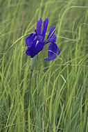 Image of rabbitear iris