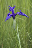 Image of rabbitear iris