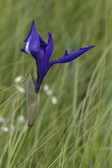 Image of rabbitear iris