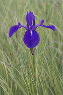 Image of rabbitear iris