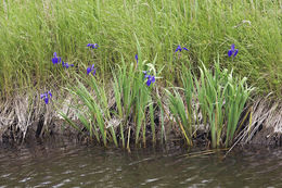 Слика од Iris laevigata Fisch.