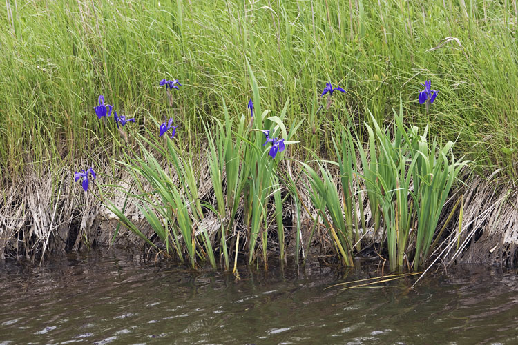 Image of rabbitear iris