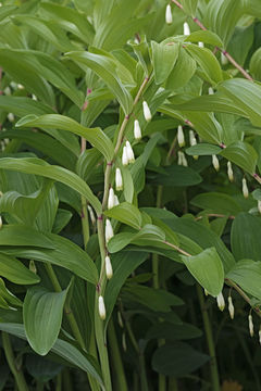 Слика од Polygonatum odoratum (Mill.) Druce