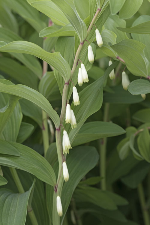 Image of Angular Solomon's Seal