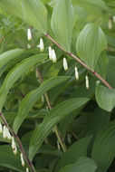 Image of Angular Solomon's Seal