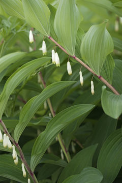 Слика од Polygonatum odoratum (Mill.) Druce