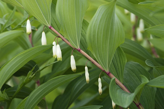 Слика од Polygonatum odoratum (Mill.) Druce