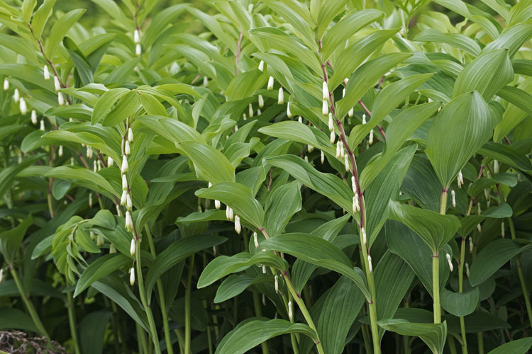 Слика од Polygonatum odoratum (Mill.) Druce