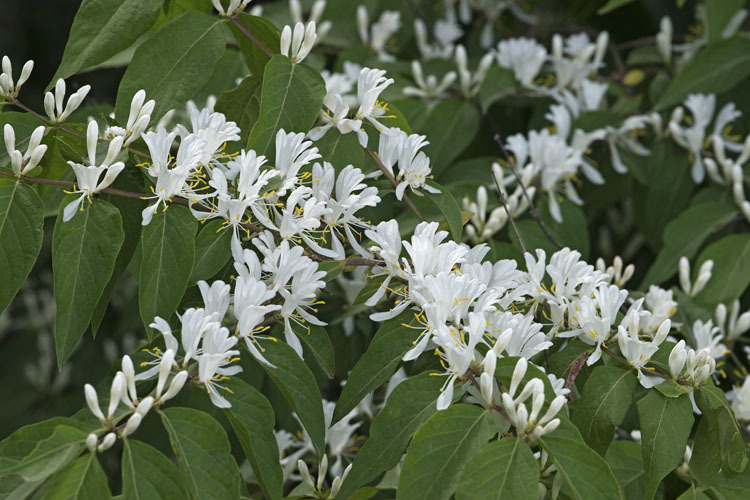 Image of Amur honeysuckle