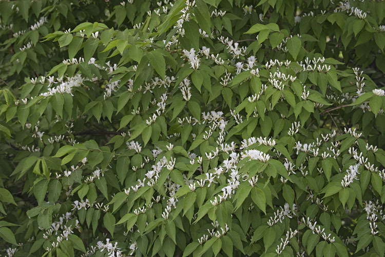 Image of Amur honeysuckle