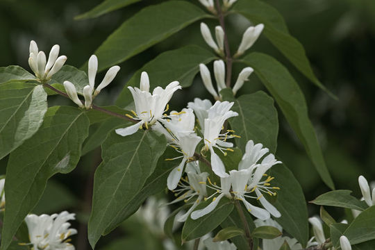 Image of Amur honeysuckle