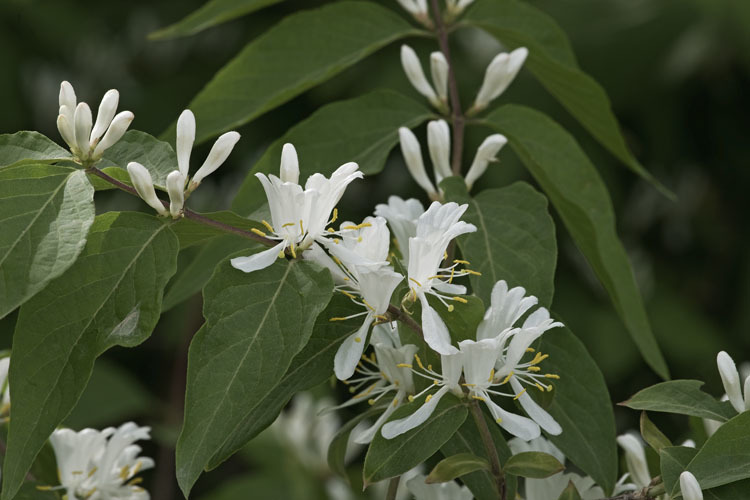 Imagem de Lonicera maackii (Rupr.) Maxim.