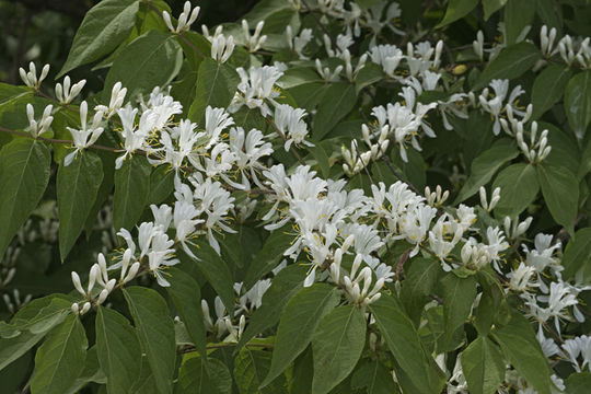 Image of Amur honeysuckle