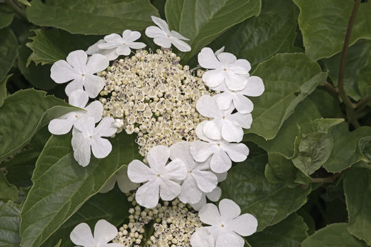 Image of Sargent's Viburnum