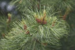 Image of Korean Pine