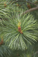 Image of Korean Pine