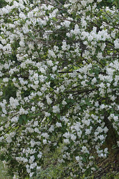 Image of Philadelphus tenuifolius Rupr. & Maxim.