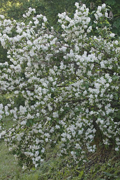 Image of Philadelphus tenuifolius Rupr. & Maxim.