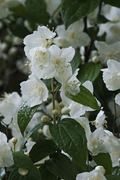 Image of Philadelphus tenuifolius Rupr. & Maxim.