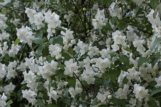 Image of Philadelphus tenuifolius Rupr. & Maxim.