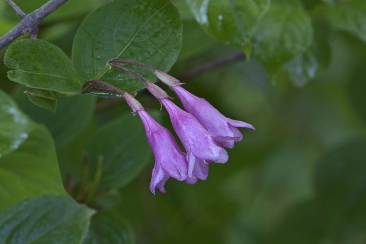 Image of <i>Weigela praecox</i>