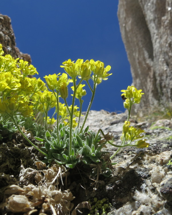 Image of Sierra draba