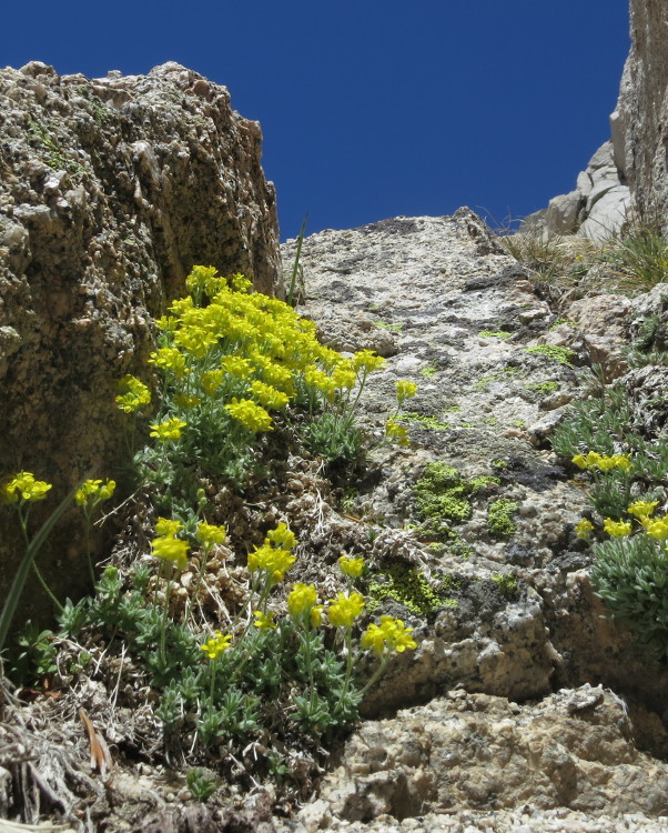 Image of Sierra draba